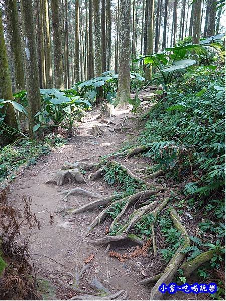 森林咖啡館內-森林登山步道13.jpg