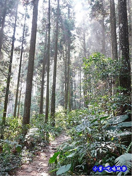 森林咖啡館內-森林登山步道14.jpg