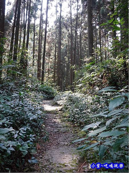 森林咖啡館內-森林登山步道16.jpg