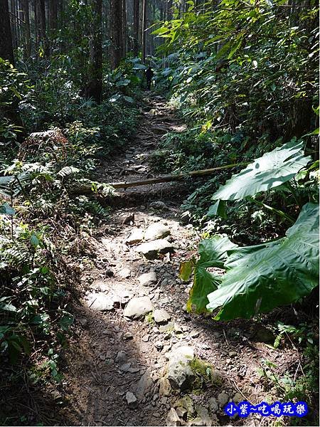 森林咖啡館內-森林登山步道15.jpg