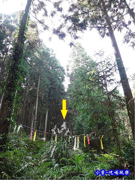 森林咖啡館內-森林登山步道18.jpg