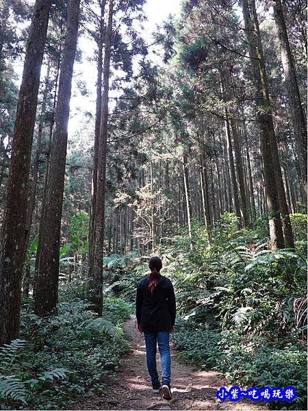 森林咖啡館內-森林登山步道17.jpg