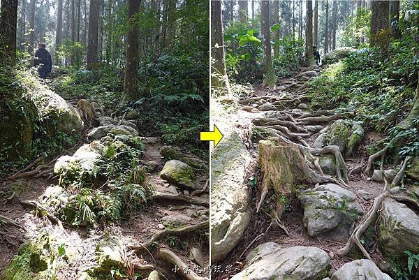 森林咖啡館森林步道.jpg