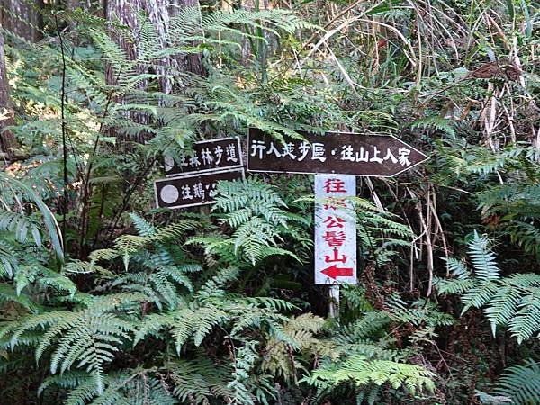 森林咖啡館內-森林登山步道12 (2).JPG