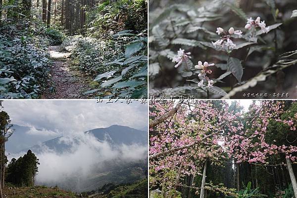 森林咖啡館森林登山步道首圖.jpg