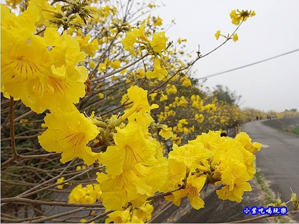 嘉義大林-陳井寮提防黃花風鈴木步道 (8).jpg