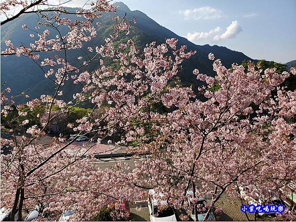 拉拉山旅遊服務中心櫻花季 (3).jpg