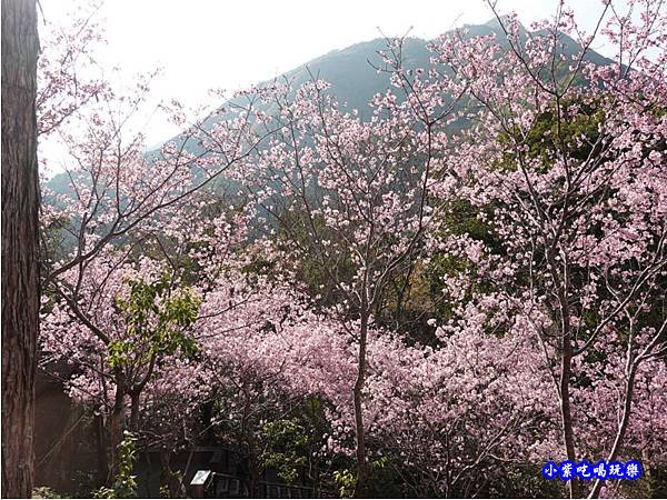 拉拉山旅遊服務中心櫻花季 (7).jpg