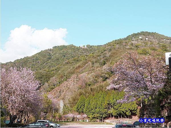 拉拉山旅遊服務中心櫻花季 (9).jpg