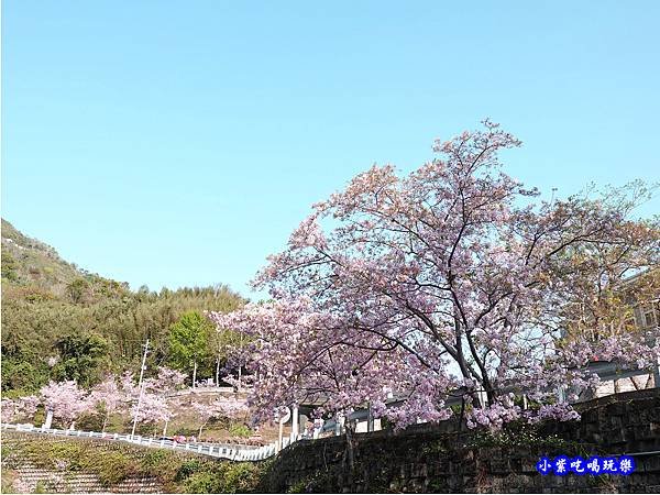 拉拉山旅遊服務中心櫻花季 (10).jpg