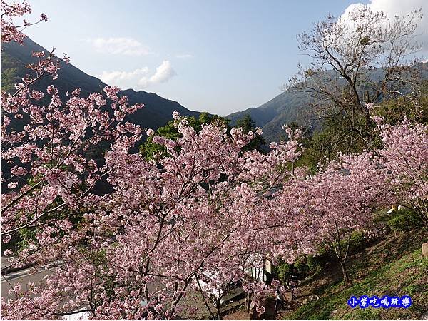 拉拉山旅遊服務中心櫻花季 (15).jpg