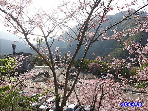 拉拉山旅遊服務中心櫻花季 (16).jpg