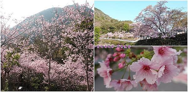 拉拉山旅遊服務中心櫻花季首圖.jpg