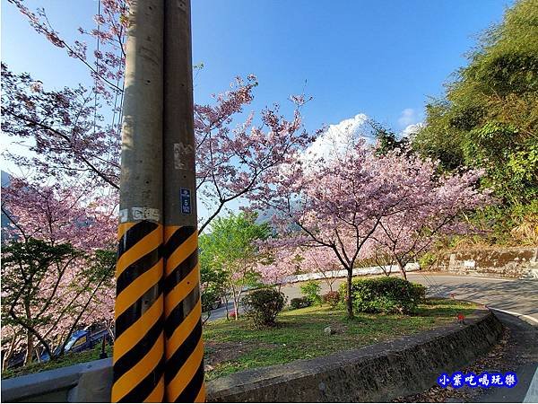 台7線拉拉山遊客中心櫻花車道.jpg