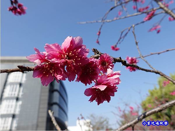 櫻花-老楊方城市 (1).jpg