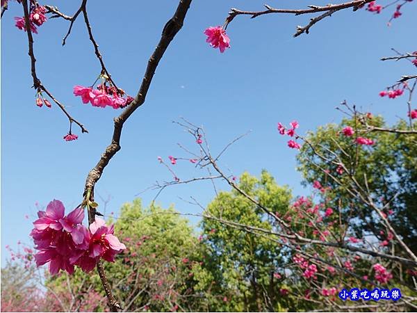 櫻花-老楊方城市 (2).jpg