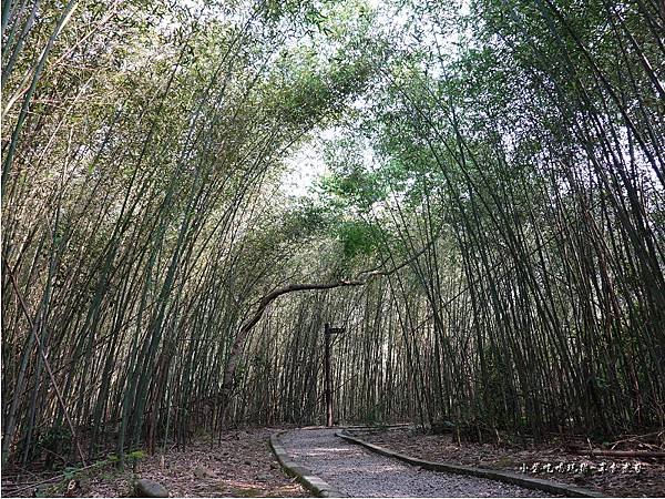 羅浮遊客中心後方往義興吊橋步道 (4).jpg