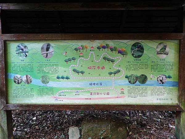 瑪陵桐花步道 (13).JPG
