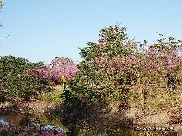 新竹-關西櫻花秘境5.jpg