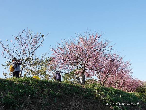 新竹-關西櫻花秘境4.jpg