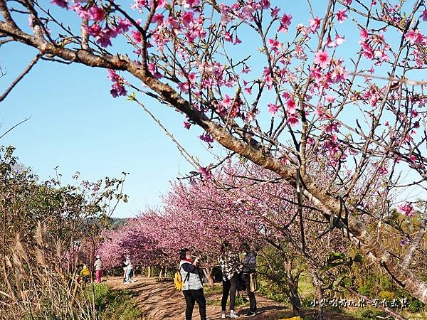 新竹-關西櫻花秘境7.jpg