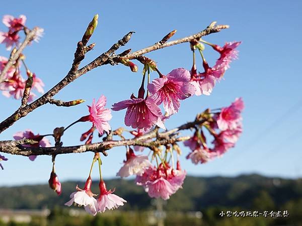 新竹-關西櫻花秘境10.jpg