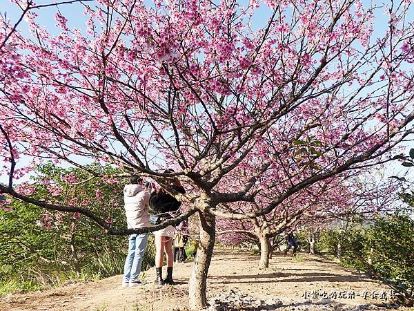 新竹-關西櫻花秘境17.jpg