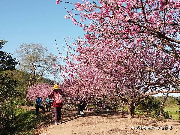 新竹-關西櫻花秘境18.jpg