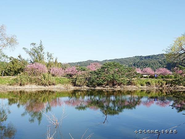 新竹-關西櫻花秘境36.jpg