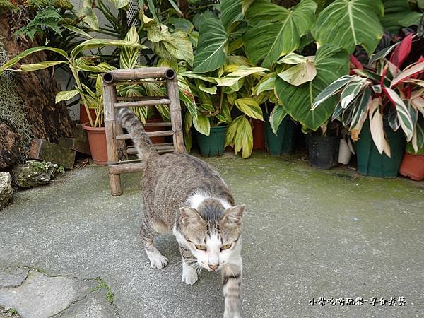 一樓戶外植栽區-小琉球蜜仔琉部 (2).jpg