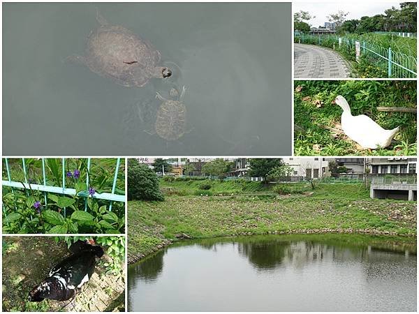 421中原生態埤塘公園1.jpg