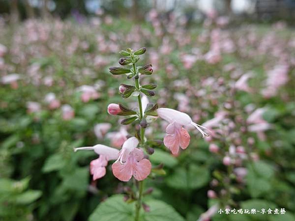 海漾星空主題園區-2024士林官邸菊展 (8).jpg