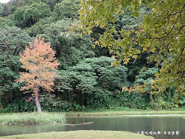 月眉人工生態濕地公園綠落羽松-20241118 (5).jpg