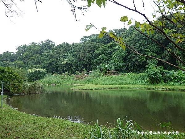 月眉人工生態濕地公園綠落羽松-20241118 (4).jpg