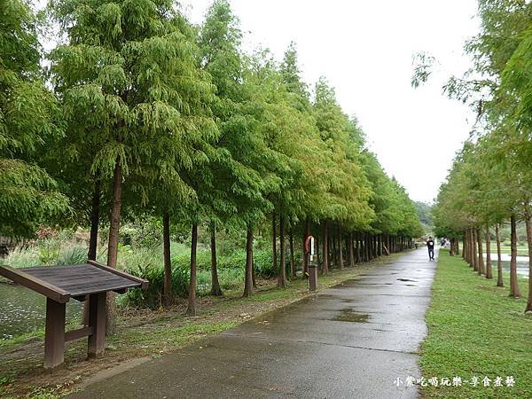 月眉人工生態濕地公園綠落羽松-20241118 (12).jpg