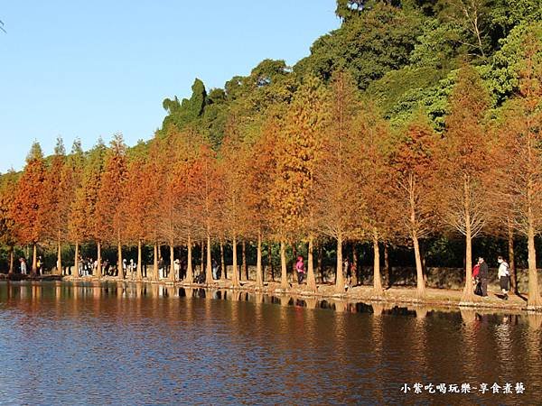 月眉人工生態濕地變色落羽松 (11).jpg