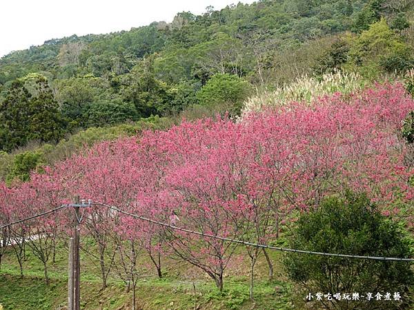 2024悠然秘境小屋-八重櫻3.jpg