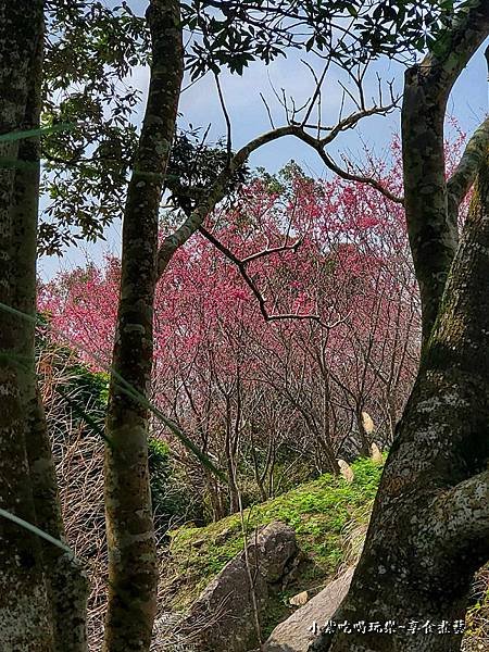 2024咖啡小屋遠賞八重櫻-悠然秘境小屋.jpg