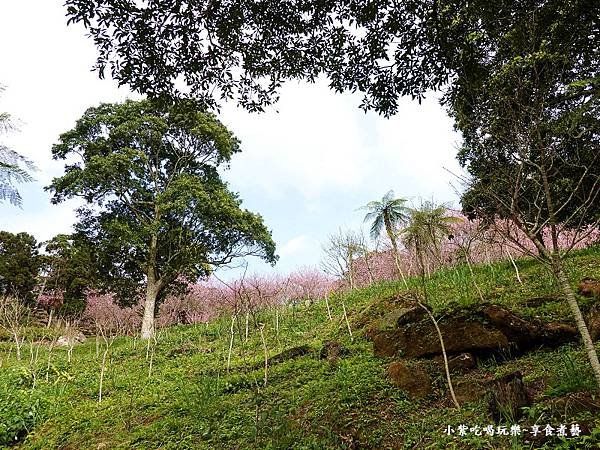 (上層)吉野櫻、富士櫻區-悠然秘境小屋賞櫻.jpg