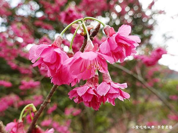 2024悠然秘境小屋-八重櫻6.jpg