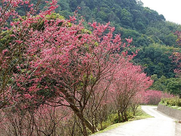 2024悠然秘境小屋-八重櫻4.jpg