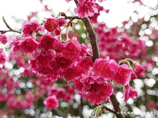 2024悠然秘境小屋-八重櫻5.jpg