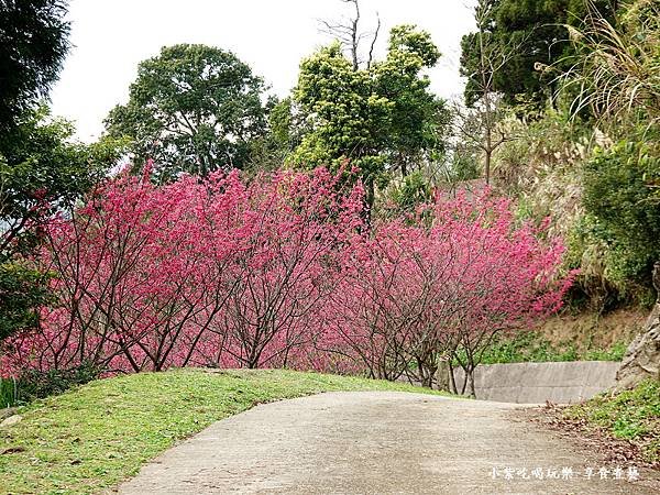 2024悠然秘境小屋-下山八重櫻1.jpg
