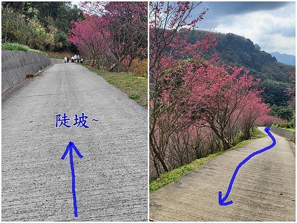 2024悠然秘境小屋-八重櫻步道1.jpg