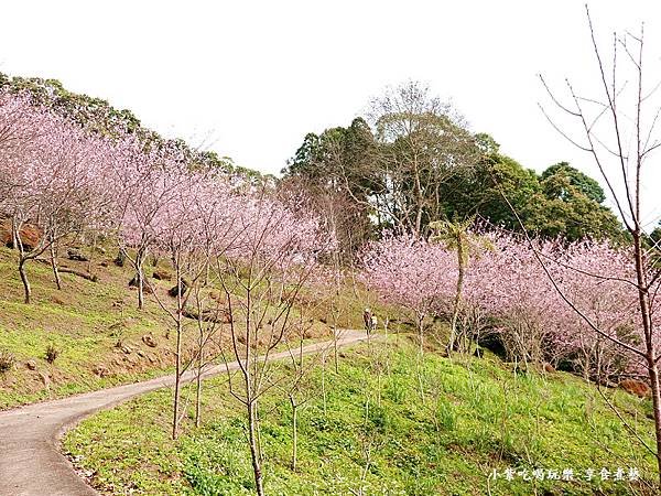 2024悠然秘境小屋-吉野櫻、富士櫻區1.jpg