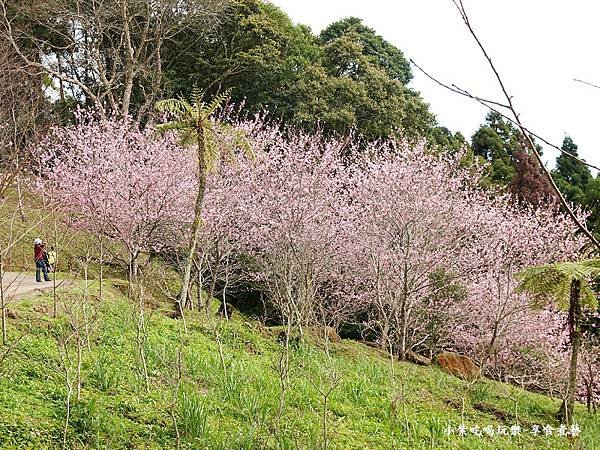 2024悠然秘境小屋-吉野櫻、富士櫻區3.jpg