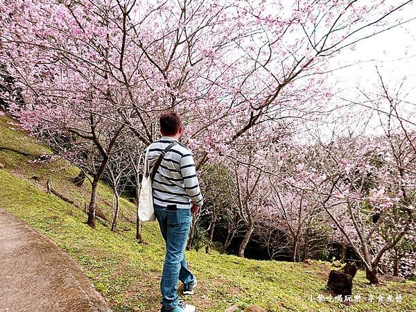 2024悠然秘境小屋-吉野櫻、富士櫻區6.jpg