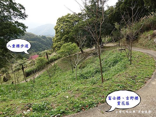 2024悠然秘境小屋-吉野櫻、富士櫻區4.jpg
