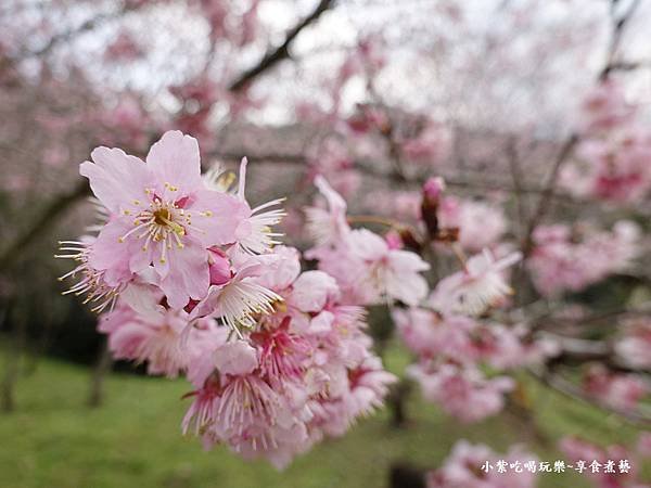 2024悠然秘境小屋-吉野櫻、富士櫻區8.jpg