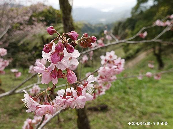 2024悠然秘境小屋-吉野櫻、富士櫻區7.jpg